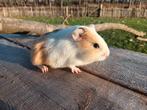Cavia, Animaux & Accessoires, Rongeurs, Décembre, Mâle, Domestique, Cobaye