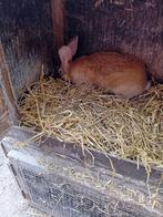 Volwassen vleeskonijnen of kweekkonijnen, Dieren en Toebehoren, Meerdere dieren, Middelgroot, 0 tot 2 jaar