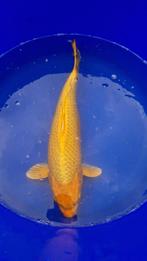 Prachtige Yamabuki, Dieren en Toebehoren, Vissen | Vijvervissen