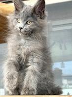 Maine Coon Blue Smoke  poesje stamboom uit Russisch lijnen!, Poes, Gechipt, 0 tot 2 jaar