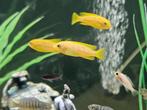 Chidonga saulosi malawi cichliden hobbykweek, Vis, Zoetwatervis