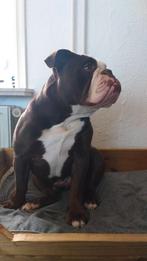 Let op. Gezocht oppas voor onze Engelse Bulldog in Juli., Dieren en Toebehoren, Ophalen of Verzenden