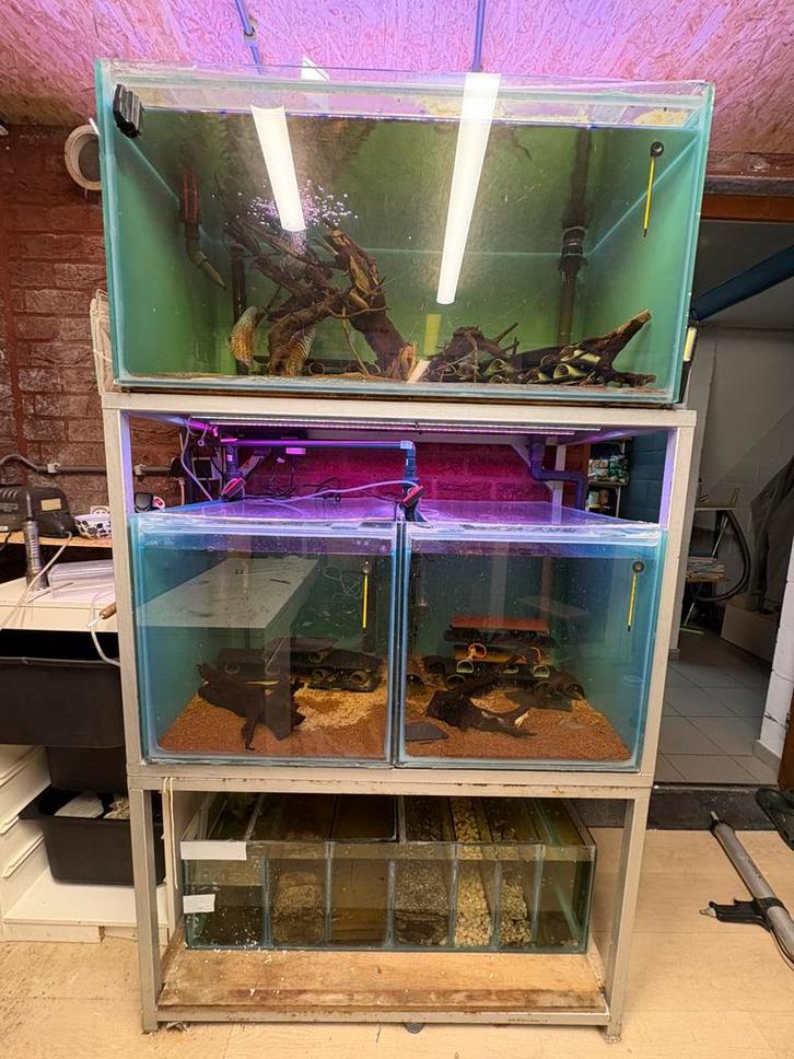 Kweekstelling met bioloog, Dieren en Toebehoren, Vissen | Aquaria en Toebehoren, Zo goed als nieuw, Ophalen