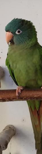 Conure a tete bleu, Animaux & Accessoires, Oiseaux | Perruches & Perroquets