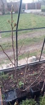 Vijgenboom 1,5m, Ophalen, Vijgenboom