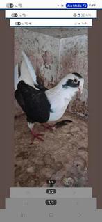 Duiven te koop, Dieren en Toebehoren, Vogels | Duiven