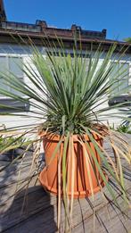 yucca rostrata, Tuin en Terras, Planten | Tuinplanten, Volle zon, Vaste plant, Bloeit niet, Ophalen