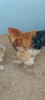 Brahma buff blauw en zwart, Dieren en Toebehoren