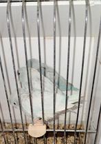 Forpussen, Dieren en Toebehoren, Vogels | Parkieten en Papegaaien