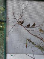 Kanarie, Dieren en Toebehoren, Vogels | Overige Vogels