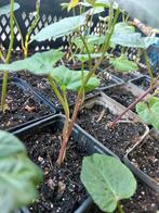Zoete aardappel/bataat "erato white' - planten P9, Ophalen