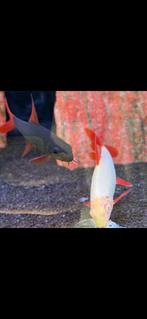 6 Labeo Frenatus +- 10 cm, Dieren en Toebehoren, Vissen | Aquaria en Toebehoren, Ophalen