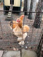 Brahma groothoender  jonge Haan  buff zwart van 09/2025, Dieren en Toebehoren