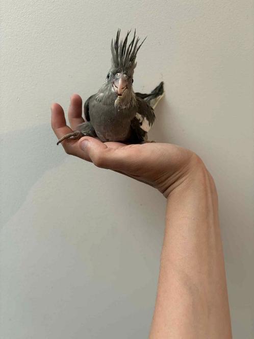 Valkparkiet 5 weken EAM, Dieren en Toebehoren, Vogels | Toebehoren, Ophalen