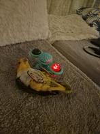 Caïque à tête orange EAM, Mâle, Perroquet, Domestique