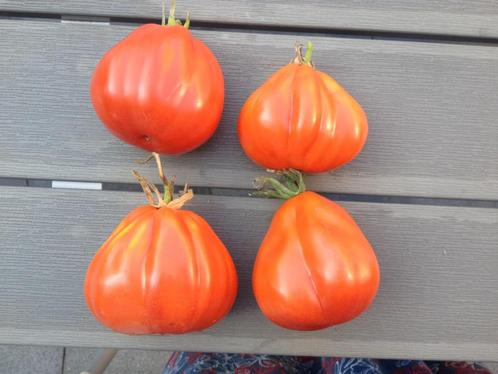5 zaden buidel tomaat Liguria  - van biologische teelt, Tuin en Terras, Bloembollen en Zaden, Zaad, Voorjaar, Volle zon, Verzenden