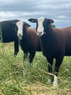 Mooie zwartbles rammen, Mannelijk, Schaap, 0 tot 2 jaar