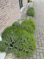 Lavendel, Jardin & Terrasse, Plantes | Arbustes & Haies, Enlèvement
