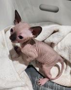 SPHYNX KITTEN VROUWTJE , LAATSTE STUK, Dieren en Toebehoren, Katten en Kittens | Raskatten | Korthaar, Poes, Gechipt