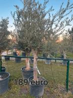 Olijfbomen olea europaea aan stuntprijzen!, Tuin en Terras, Planten | Bomen, Ophalen of Verzenden