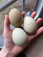 Kuikens 11/2 kleurleggers, Meerdere dieren, Kip