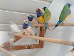 5 mannetjes Diamant de Goulds, Dieren en Toebehoren, Vogels | Overige Vogels