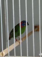 Coloria, Dieren en Toebehoren, Vogels | Overige Vogels, Mannelijk, Tropenvogel, Geringd