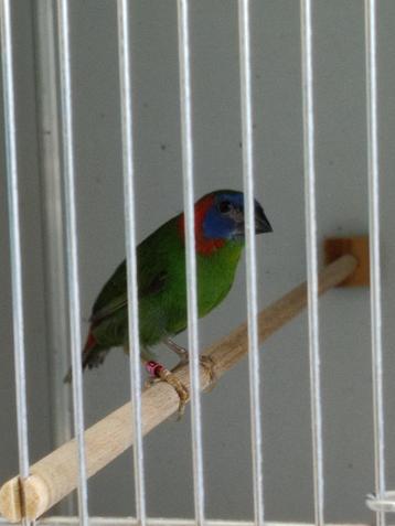 Coloria, Dieren en Toebehoren, Vogels | Overige Vogels, Mannelijk, Tropenvogel, Geringd