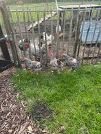 Amrock trio te koop, Dieren en Toebehoren, Meerdere dieren, Kip