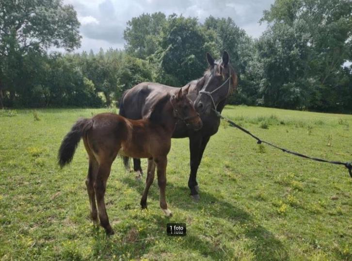 Prachtig zangersheide jaarling hengst, Dieren en Toebehoren, Paarden, Hengst, 0 tot 2 jaar, Springpaard, Met stamboom, Gechipt