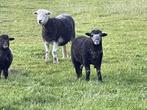 Herdwick ramlammeren met stamboek te koop, Mannelijk, Schaap, 0 tot 2 jaar