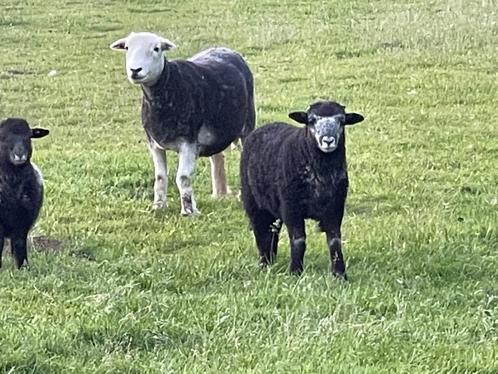 Herdwick ramlammeren met stamboek te koop, Dieren en Toebehoren, Schapen, Geiten en Varkens, Schaap, Mannelijk, 0 tot 2 jaar