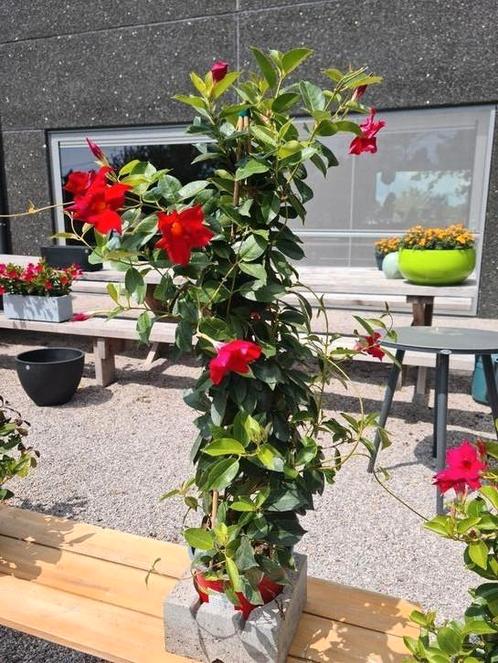 Dipladenia sundaville piramide, Tuin en Terras, Planten | Tuinplanten, Ophalen