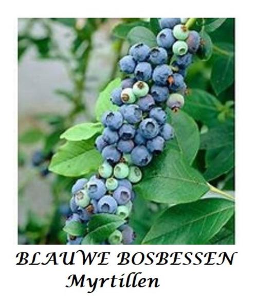 BLAUWE BOSBESSEN MYRTILLEKES 5€/st / ACTIE: 5 STUKS VOOR 20€, Tuin en Terras, Planten | Tuinplanten, Vaste plant, Fruitplanten