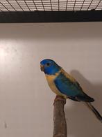 Perruches splendides 2025, Animaux & Accessoires, Plusieurs animaux, Perruche, Bagué