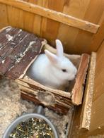 Gratis op te halen, mits mooie nieuwe thuis., Dieren en Toebehoren, Konijnen, Meerdere dieren, Dwerg, 0 tot 2 jaar
