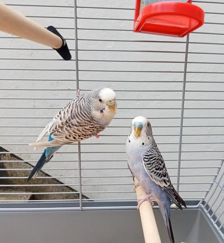 Très belle paire de perruche avec cage + accessoires, Animaux & Accessoires, Oiseaux | Perruches & Perroquets, Perruche, Plusieurs animaux