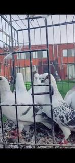 Syrie duiven, Dieren en Toebehoren, Vogels | Parkieten en Papegaaien