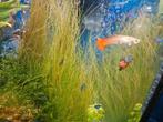 Guppy's Normaal En Endler, Dieren en Toebehoren, Vis, Zoetwatervis