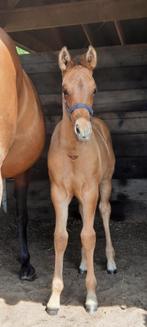 Quarter ( aqha) * Paint (apha) veulen, Dieren en Toebehoren, Paarden, Minder dan 160 cm, Niet van toepassing, 0 tot 2 jaar, Hengst