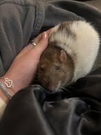 Oppas voor knaagdieren, Dieren en Toebehoren, Fret, December, Meerdere dieren, Tam