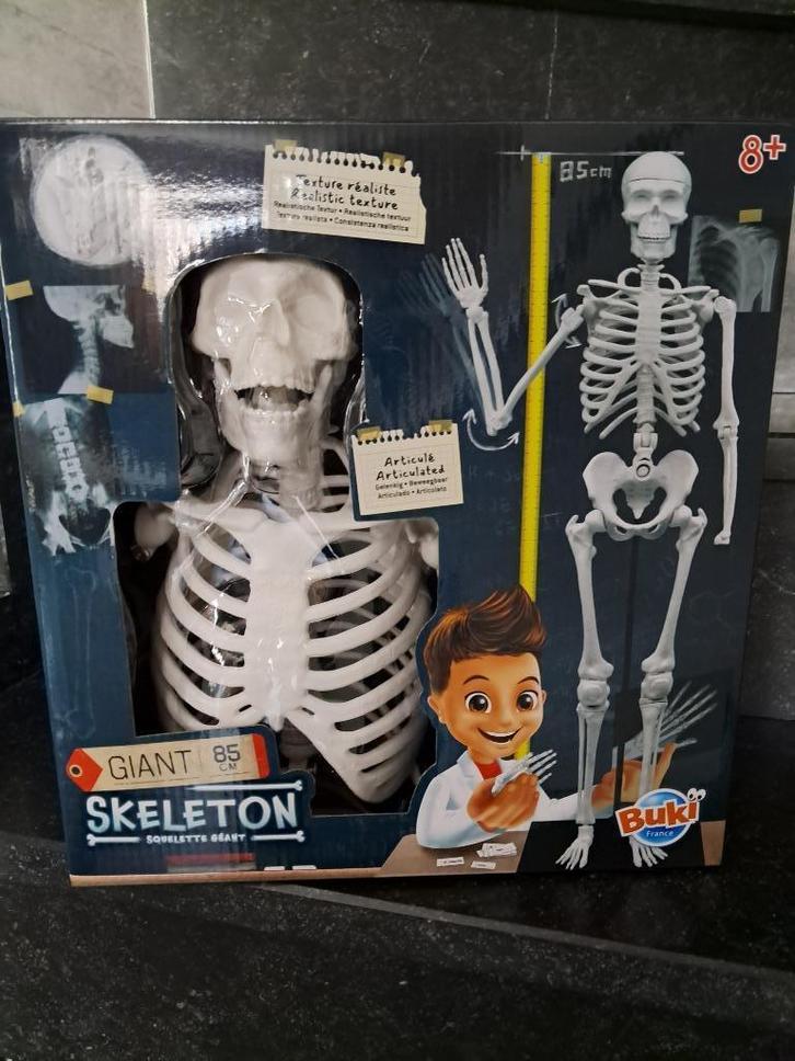 Skelet  anatomie voor kinderen !!!, Diversen, Schoolbenodigdheden, Zo goed als nieuw, Ophalen