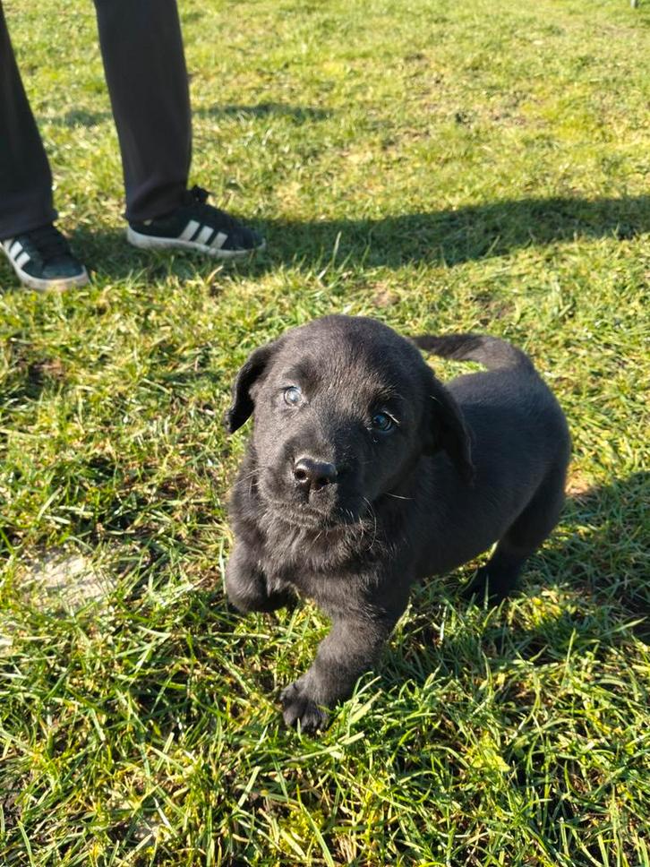 Prachtige labrador pups, Dieren en Toebehoren, Honden | Retrievers, Spaniëls en Waterhonden, Meerdere dieren, Labrador retriever