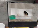 Zwarte sijs, Dieren en Toebehoren, Meerdere dieren, Tropenvogel, Geringd