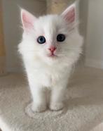 Hypoallergeen Siberische kitten, Poes, Gechipt, 0 tot 2 jaar