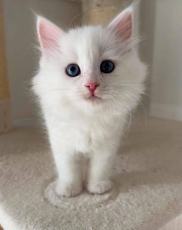 Chaton sibérien hypoallergénique, Chatte ou Chat, Vermifugé, 0 à 2 ans