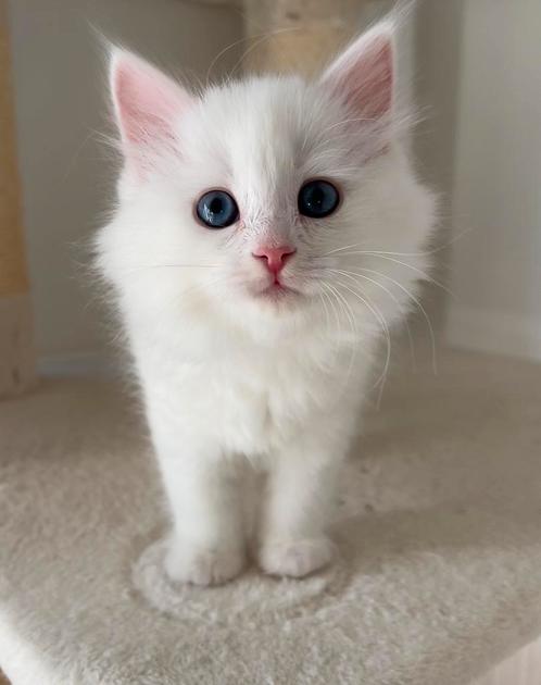 Hypoallergeen Siberische kitten, Dieren en Toebehoren, Katten en Kittens | Raskatten | Langhaar, Poes, 0 tot 2 jaar, Met stamboom