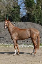 4jarige KWPN merrie, Dieren en Toebehoren, Paarden, Merrie