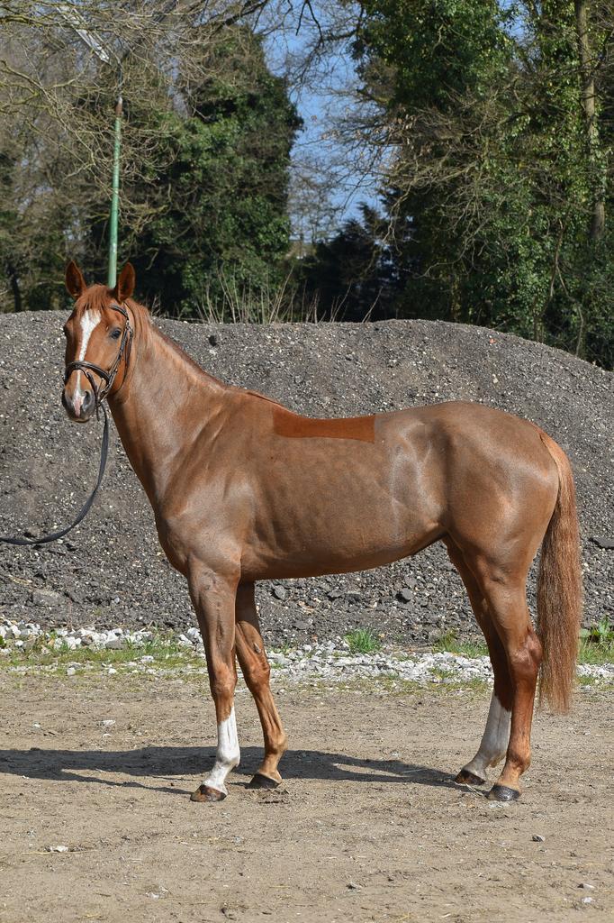 4jarige KWPN merrie, Dieren en Toebehoren, Paarden, Merrie