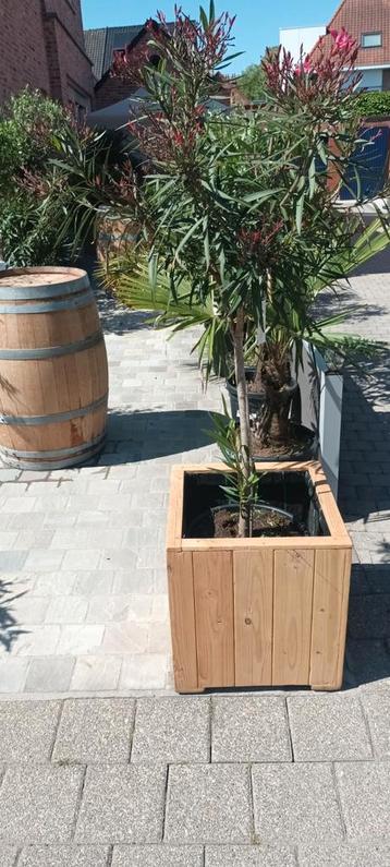 Oleanders op  stam ! beschikbaar voor biedingen